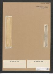 Diatomeae indet. Zeichnungen Sammlung Grunow Nr. 1805 (NHMW-BOT-W0368718)